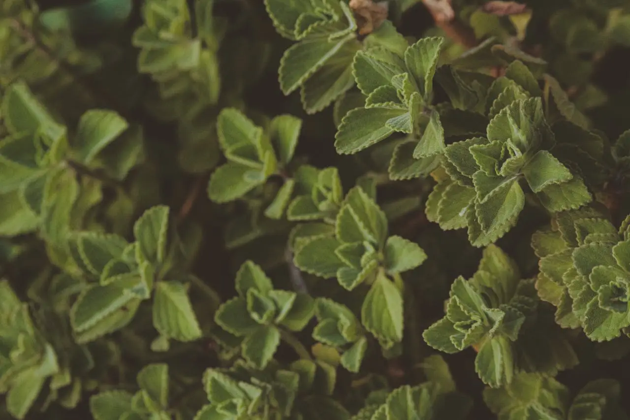 A vibrant close-up of fresh green herbal leaves, showcasing natural beauty and texture.